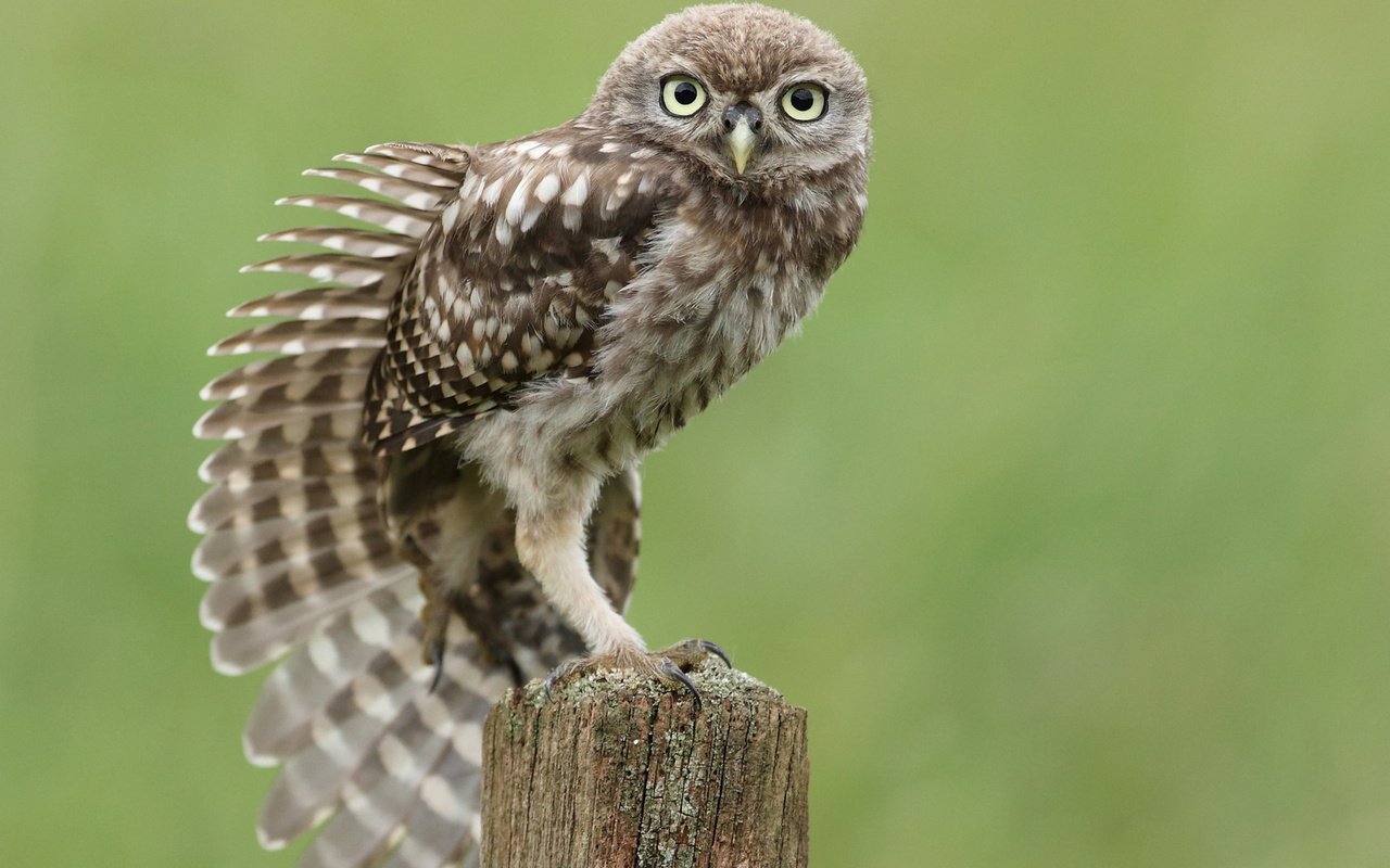 Обои сова, птица, перья, пень, крыло, сидя, тянется, owl, bird, feathers, stump, wing, sitting, stretches разрешение 1920x1200 Загрузить