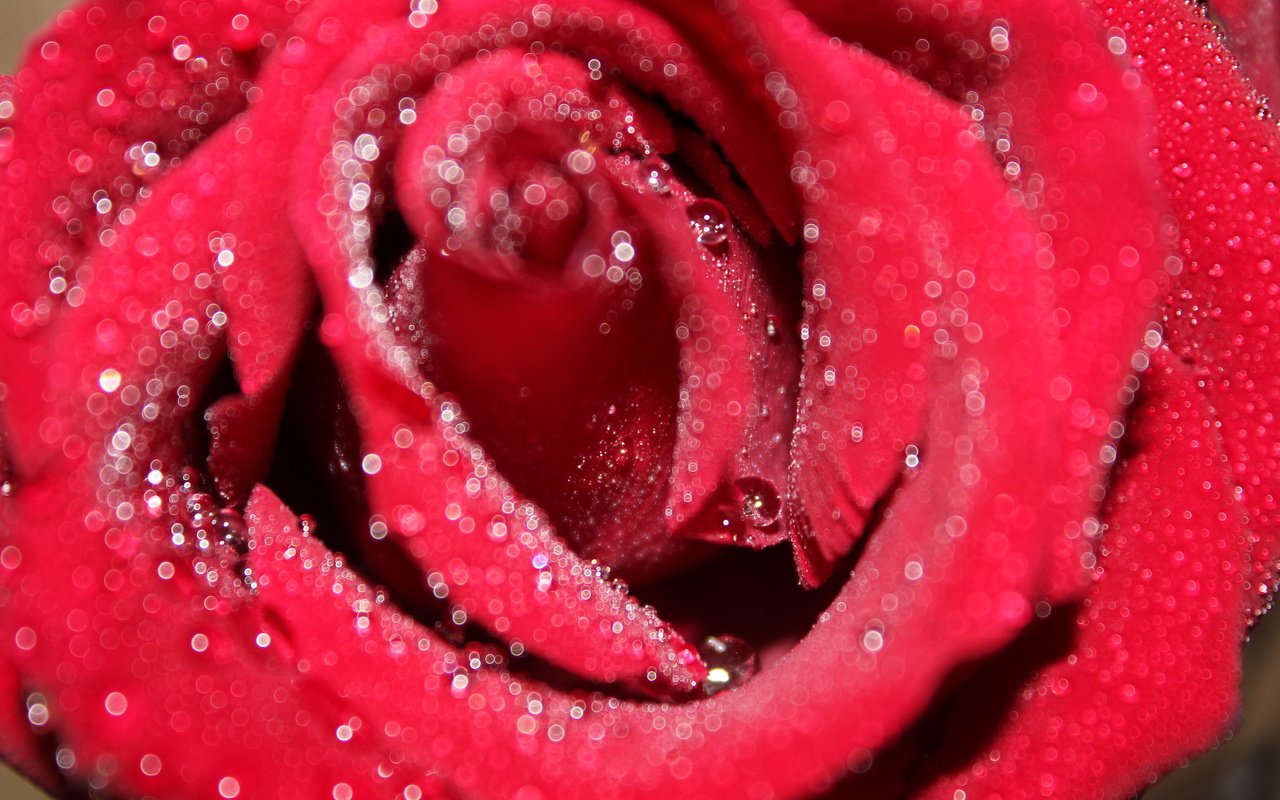 Обои макро, цветок, роса, капли, роза, красная, macro, flower, rosa, drops, rose, red разрешение 5184x3456 Загрузить