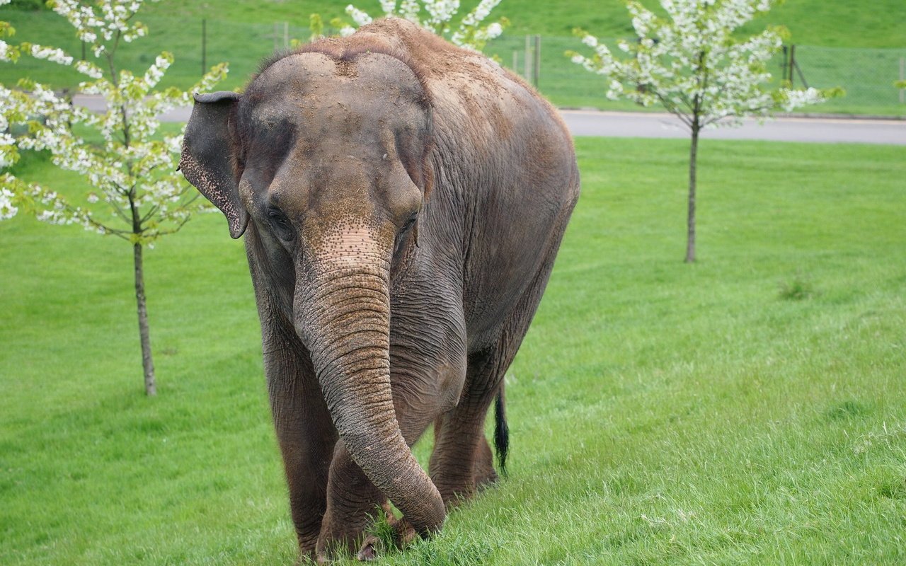 Обои трава, деревья, слон, уши, хобот, млекопитающее, grass, trees, elephant, ears, trunk, mammal разрешение 2560x1600 Загрузить