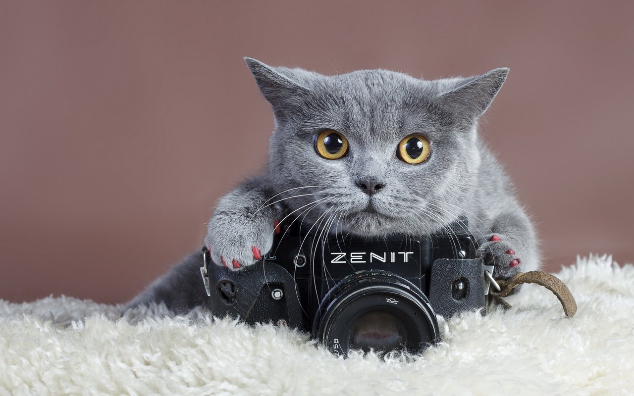 Обои кошка, взгляд, фотоаппарат, зенит, когти, cat, look, the camera, zenit, claws разрешение 2560x1600 Загрузить