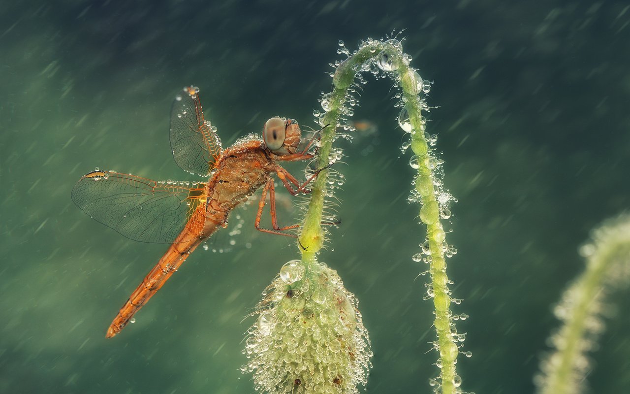 Обои макро, цветок, капли, насекомые, стрекоза, macro, flower, drops, insects, dragonfly разрешение 2000x1353 Загрузить