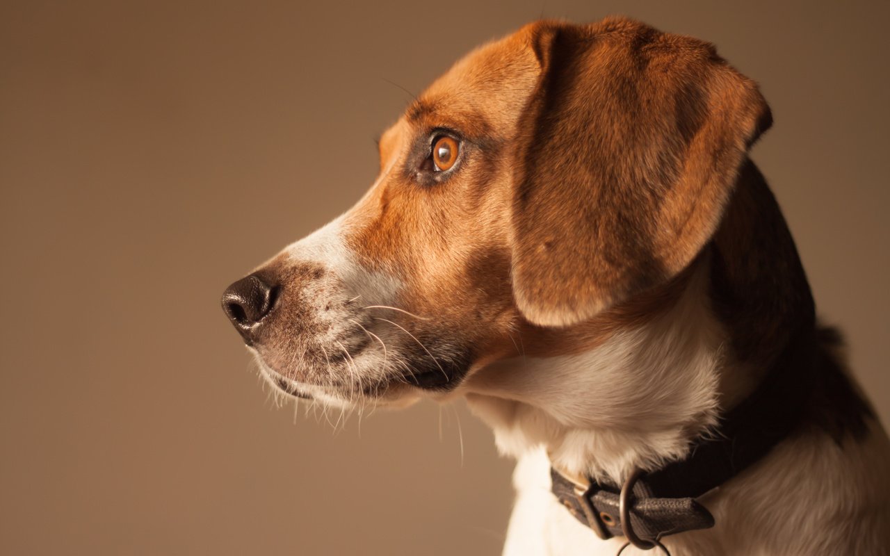 Обои собака, профиль, бигль, dog, profile, beagle разрешение 4752x3168 Загрузить