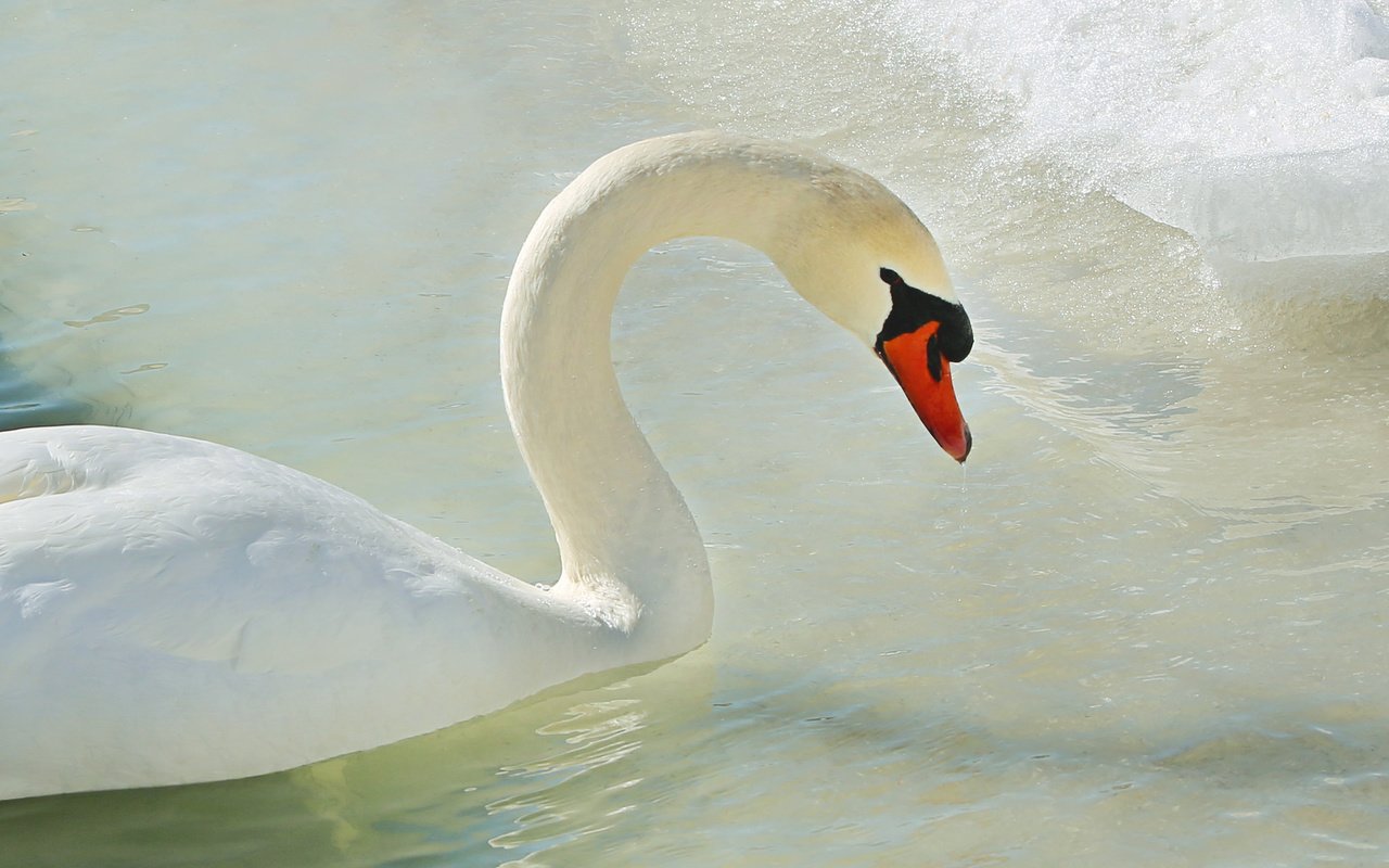 Обои вода, лёд, птица, лебедь, water, ice, bird, swan разрешение 2048x1366 Загрузить