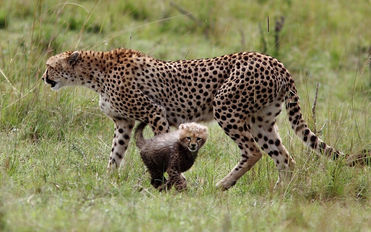 Обои трава, гепард, детеныш, большие кошки, grass, cheetah, cub, big cats разрешение 1920x1080 Загрузить