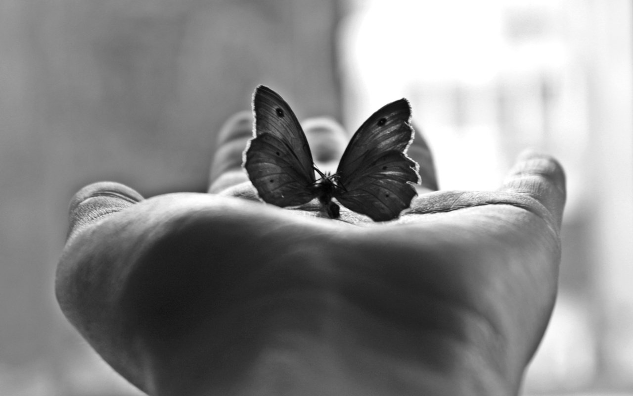 Обои бабочка, черно-белая, фотография, ладонь, м, butterfly, black and white, photo, palm, m разрешение 2560x1600 Загрузить