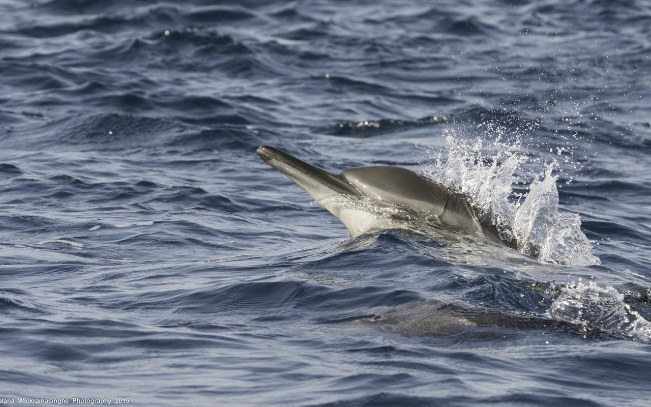 Обои волны, море, брызги, движение, дельфин, wave, sea, squirt, movement, dolphin разрешение 2255x1340 Загрузить