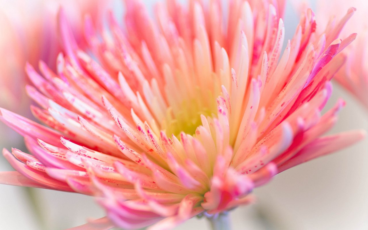 Обои макро, цветок, лепестки, розовый, хризантема, ~dgh~, wisps of pink, macro, flower, petals, pink, chrysanthemum разрешение 2048x1360 Загрузить