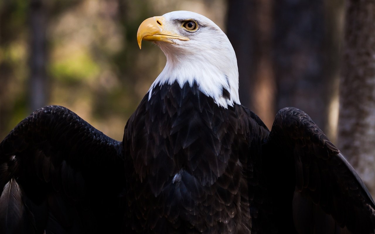 Обои крылья, орел, птица, клюв, перья, белоголовый орлан, wings, eagle, bird, beak, feathers, bald eagle разрешение 5000x3333 Загрузить