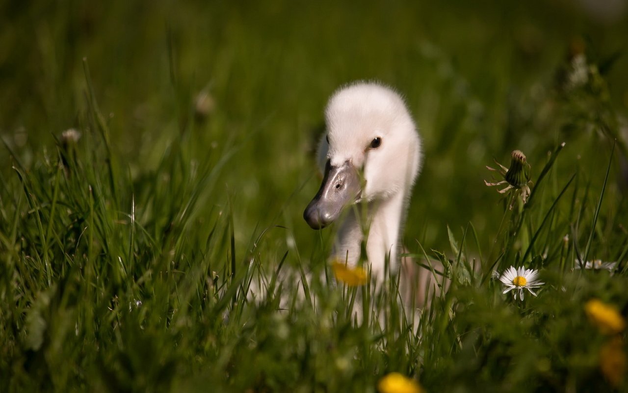 Обои цветы, трава, птица, клюв, перья, лебедь, детеныш, flowers, grass, bird, beak, feathers, swan, cub разрешение 1920x1200 Загрузить