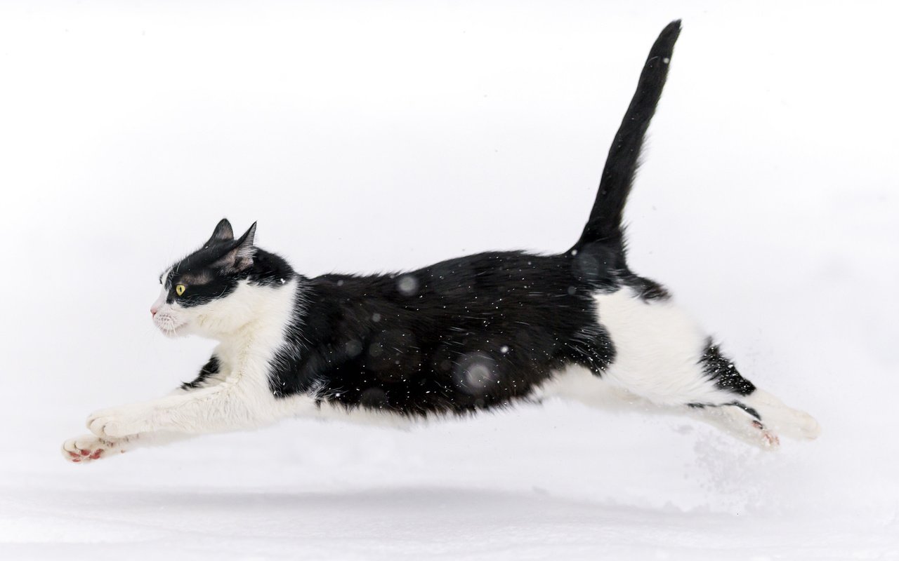 Обои снег, зима, кот, кошка, прыжок, snow, winter, cat, jump разрешение 2048x1100 Загрузить