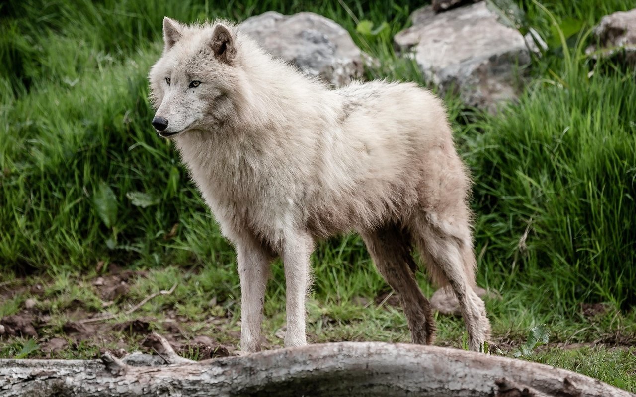 Обои поза, белый, хищник, мех, волк, красавец, pose, white, predator, fur, wolf, handsome разрешение 2048x1365 Загрузить