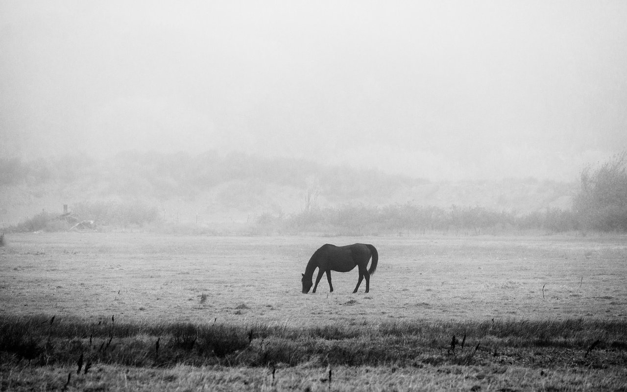 Обои лошадь, утро, чёрно-белое, мерзлота, черно- белый, horse, morning, black and white, permafrost разрешение 2048x1152 Загрузить