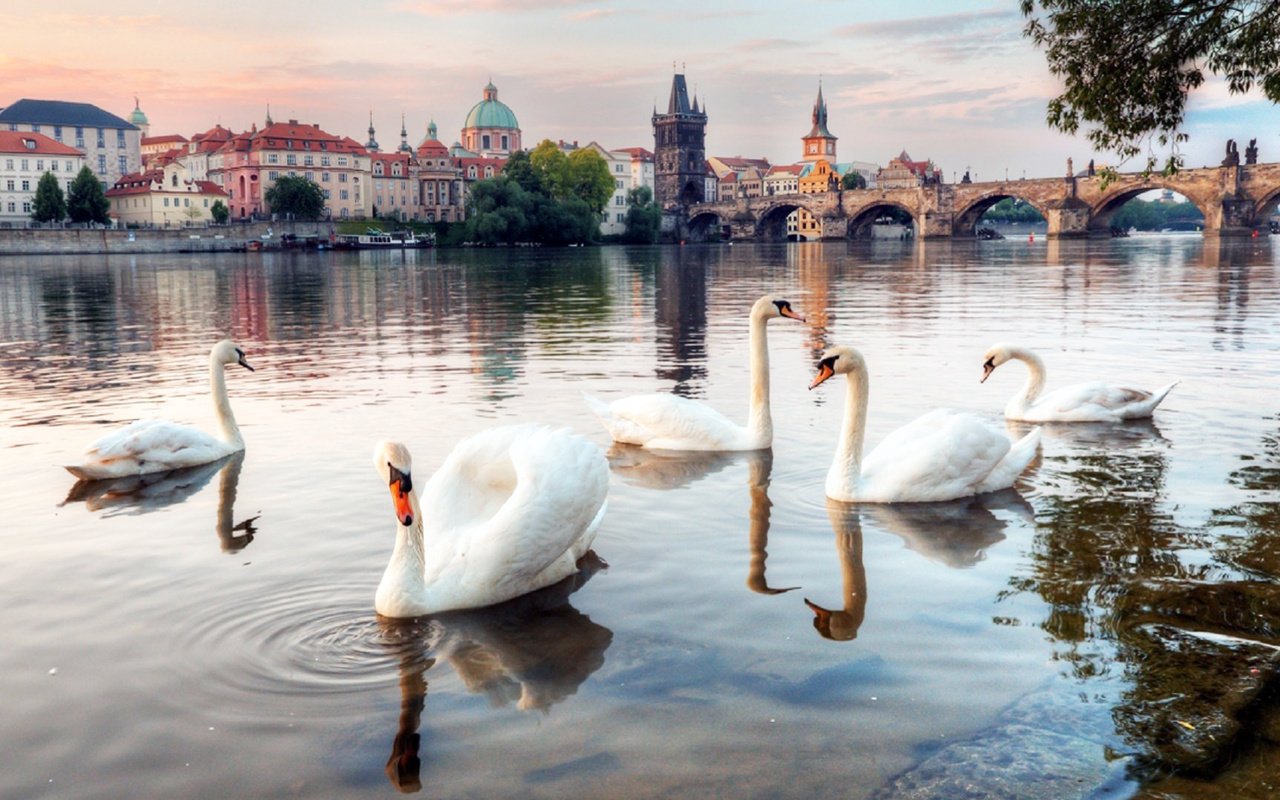 Обои река, мост, лебеди, river, bridge, swans разрешение 1920x1080 Загрузить