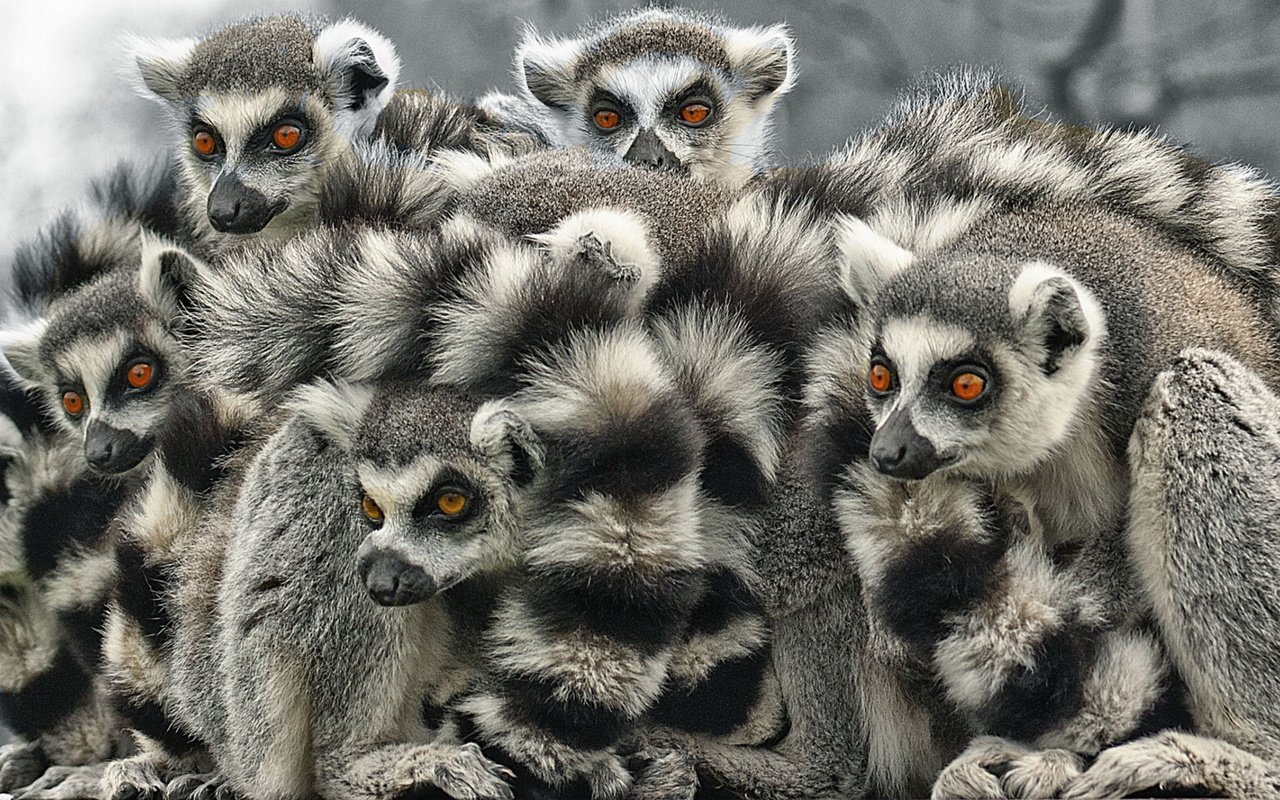 Обои белая, лемуры, лемур, блака, white, lemurs, lemur, black разрешение 1920x1080 Загрузить