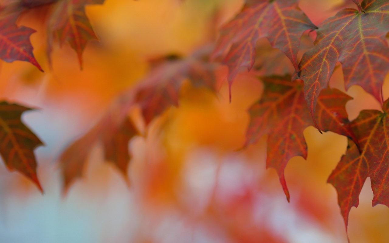 Обои листья, макро, осень, клен, leaves, macro, autumn, maple разрешение 2880x1185 Загрузить