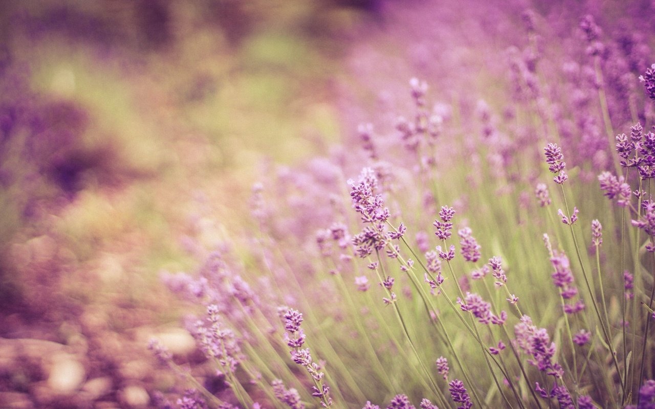 Обои цветы, лаванда, стебли, боке, flowers, lavender, stems, bokeh разрешение 2304x1536 Загрузить