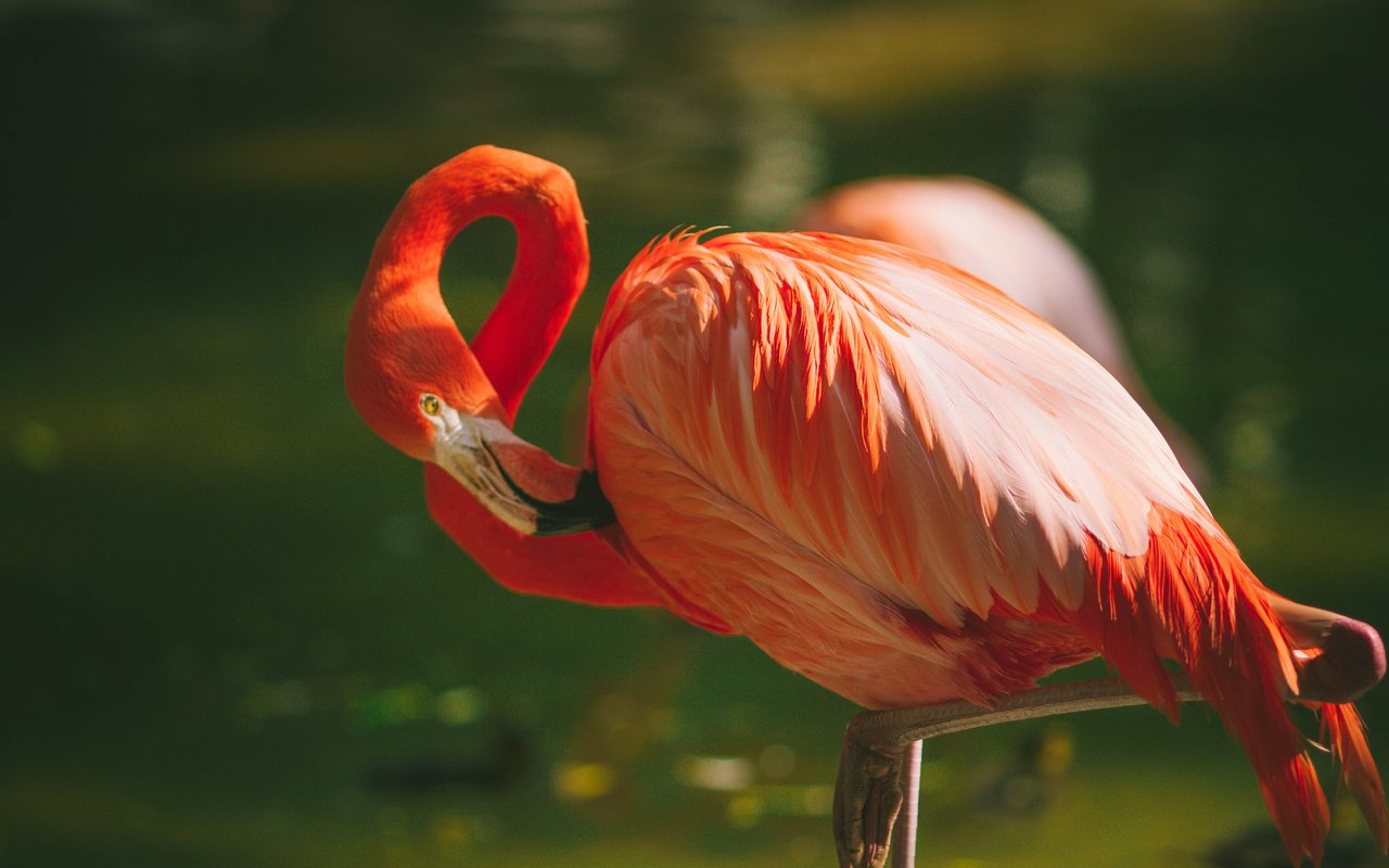 Обои фламинго, птица, перья, flamingo, bird, feathers разрешение 2048x1365 Загрузить