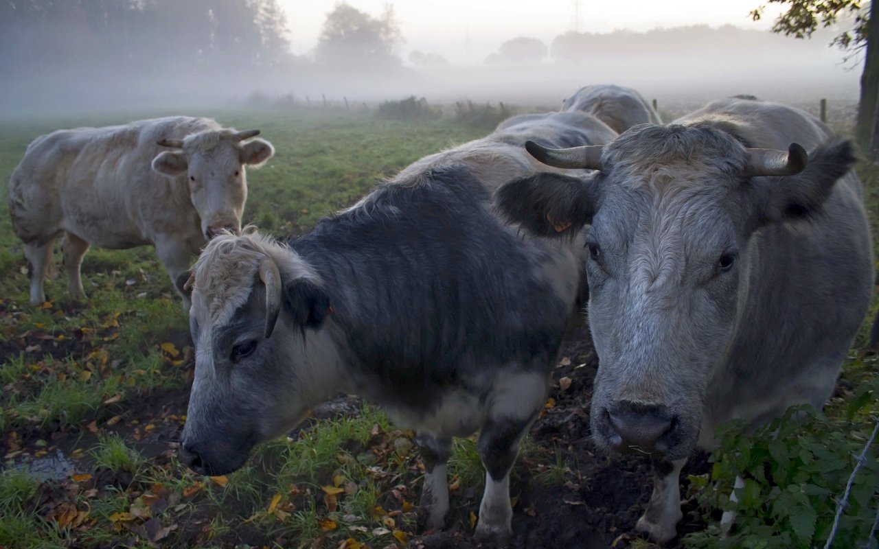 Обои утро, туман, коровы, morning, fog, cows разрешение 2048x1366 Загрузить