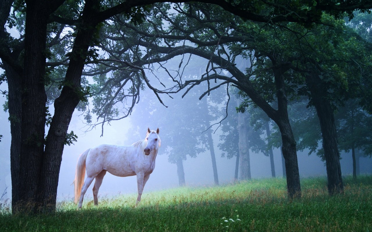 Обои поляна, лошадь, конь, трава, деревья, лес, утро, туман, белый, красота, glade, horse, grass, trees, forest, morning, fog, white, beauty разрешение 2880x1920 Загрузить