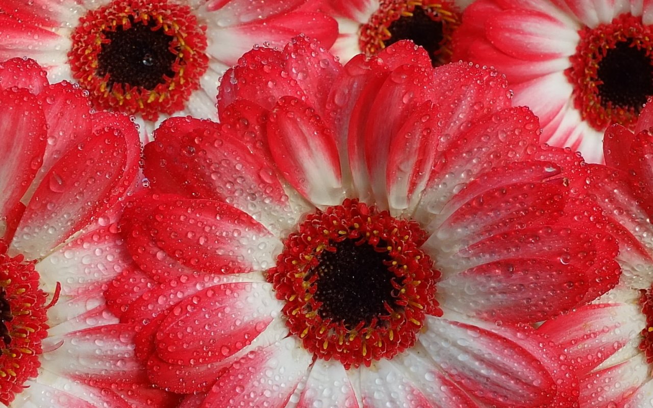 Обои вода, макро, капли, капельки, герберы, gerberas, water, macro, drops, droplets, gerbera разрешение 2048x1536 Загрузить