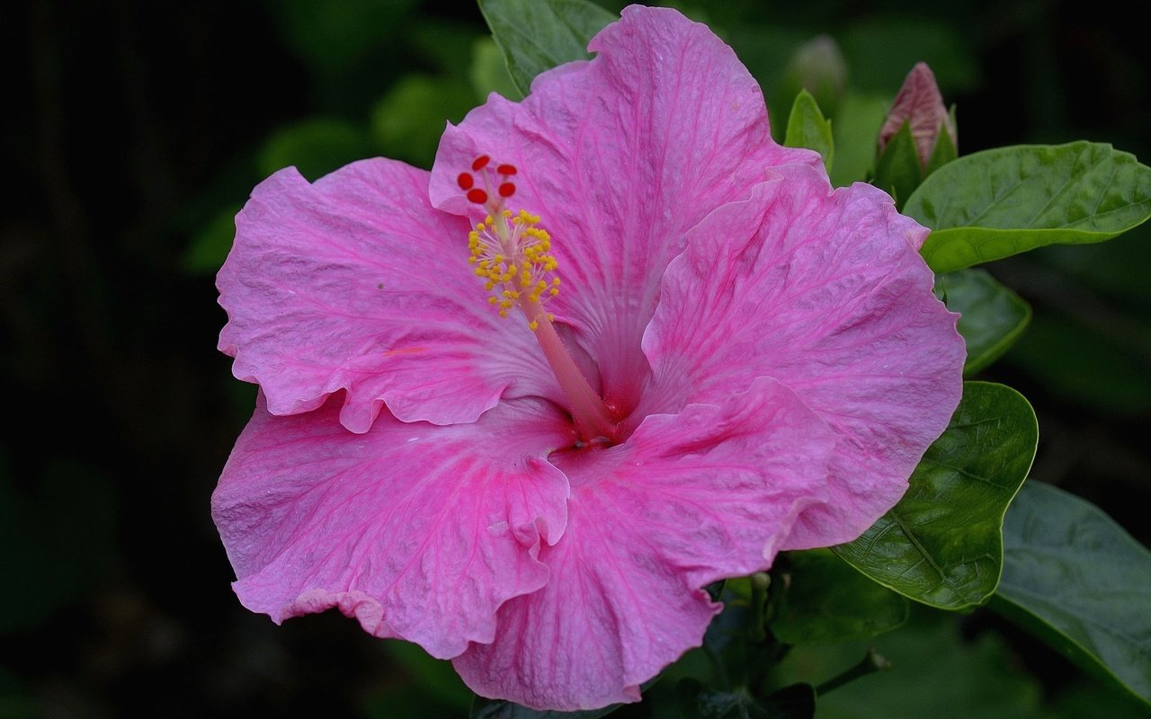 Обои макро, розовый, гибискус, macro, pink, hibiscus разрешение 2048x1365 Загрузить