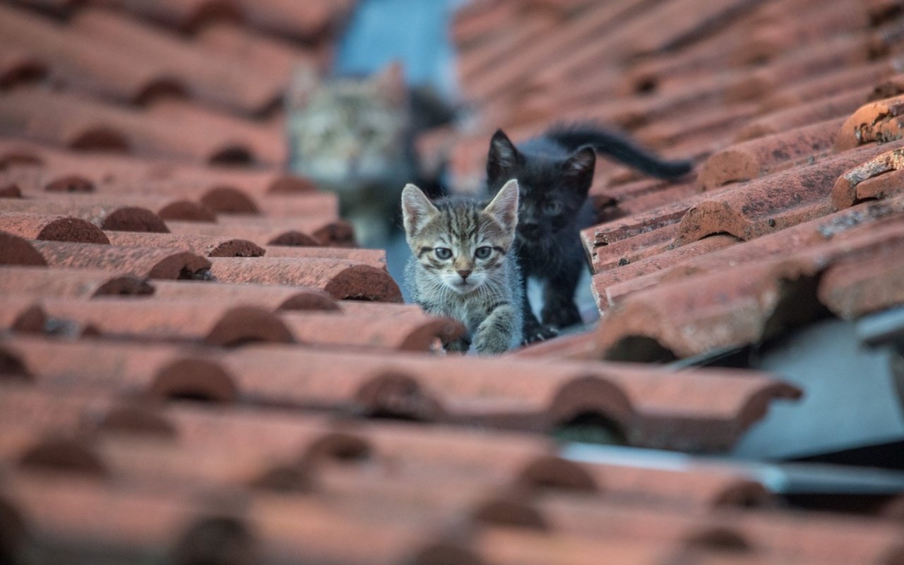 Обои глаза, взгляд, кошки, крыша, котята, eyes, look, cats, roof, kittens разрешение 1920x1200 Загрузить