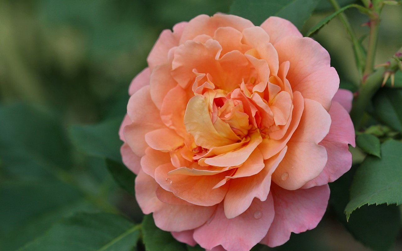 Обои макро, роза, лепестки, macro, rose, petals разрешение 2048x1353 Загрузить