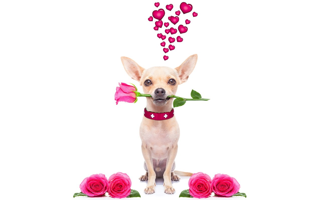 Обои розы, собака, сердце, чихуахуа, roses, dog, heart, chihuahua разрешение 6000x4000 Загрузить