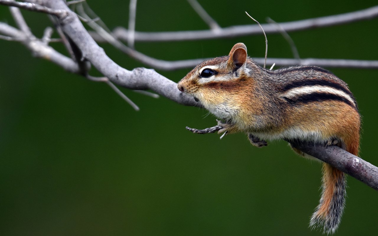 Обои ветки, животное, бурундук, грызун, branches, animal, chipmunk, rodent разрешение 2048x1313 Загрузить