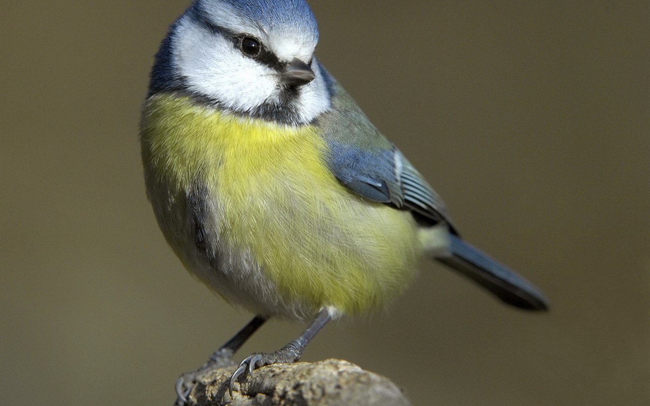 Обои макро, птица, клюв, перья, синица, синичка, лазоревка, cиница, macro, bird, beak, feathers, tit, titmouse, blue tit разрешение 1920x1437 Загрузить