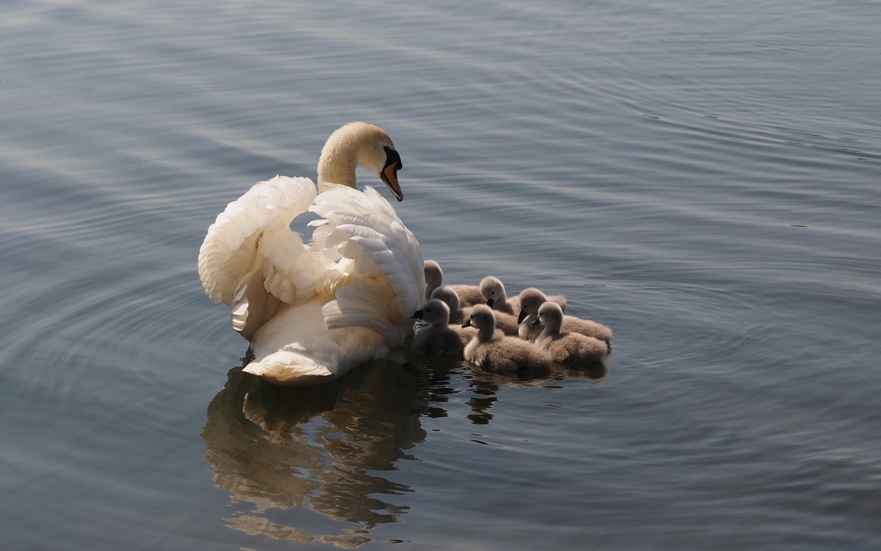 Обои озеро, птицы, лебеди, lake, birds, swans разрешение 4248x2831 Загрузить