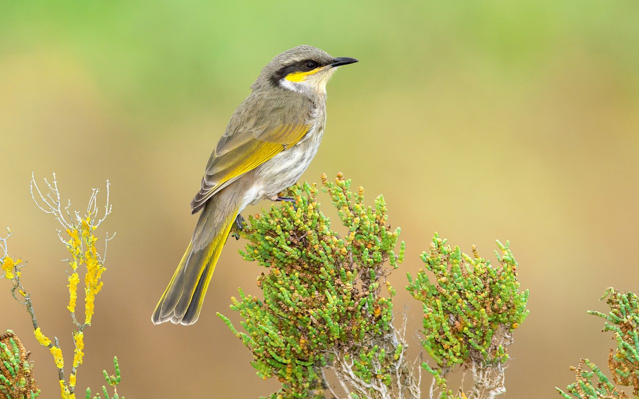 Обои птица, австралия, тасмания, желтогорлый медосос, певчий медонос, bird, australia, tasmania, geliogaliu honeyeater, song honey разрешение 2100x1394 Загрузить