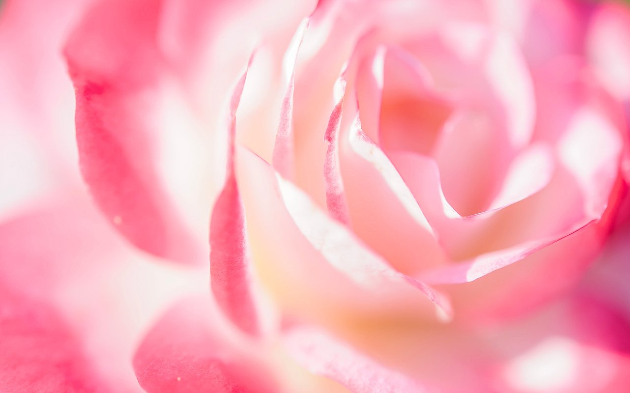 Обои макро, роза, лепестки, нежность, macro, rose, petals, tenderness разрешение 2048x1363 Загрузить