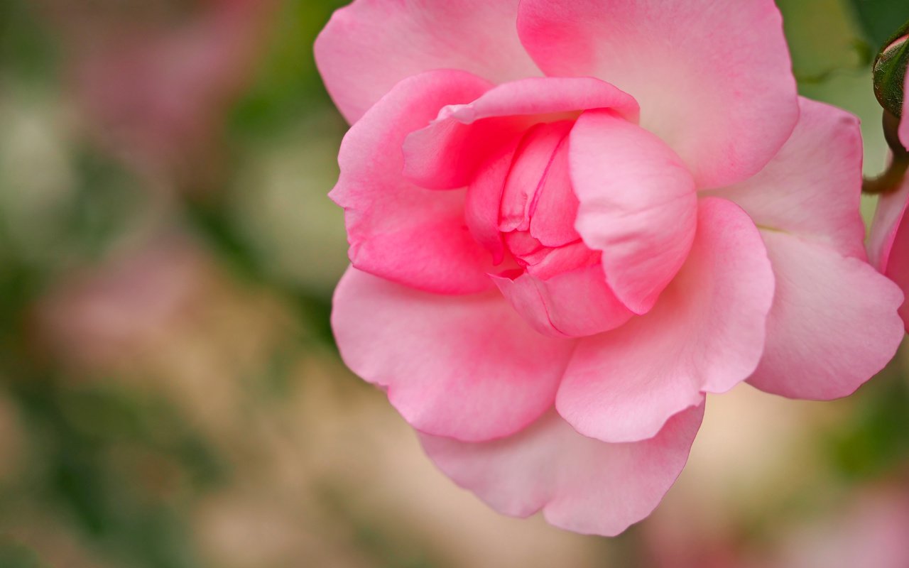 Обои макро, роза, лепестки, бутон, розовая, боке, macro, rose, petals, bud, pink, bokeh разрешение 4608x3456 Загрузить