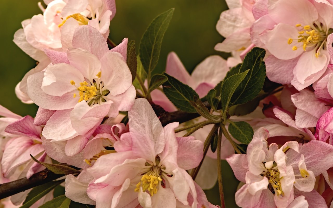 Обои цветение, макро, лепестки, весна, яблоня, flowering, macro, petals, spring, apple разрешение 2100x1384 Загрузить