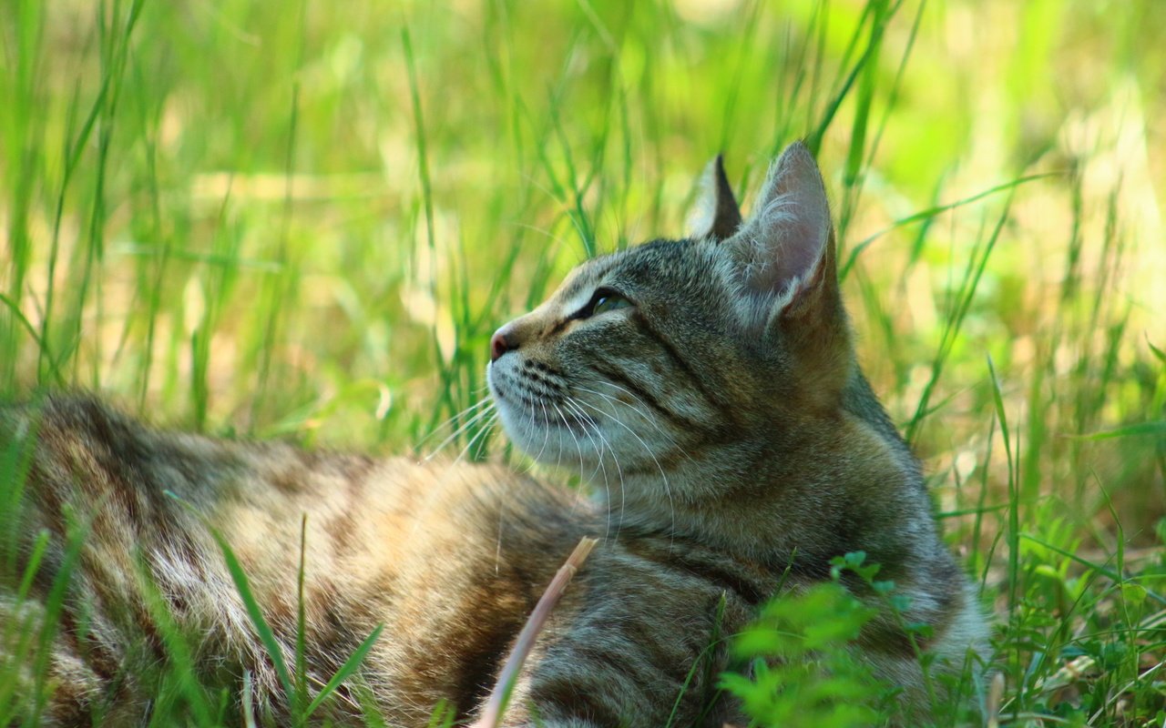 Обои трава, кошка, взгляд, grass, cat, look разрешение 1920x1280 Загрузить