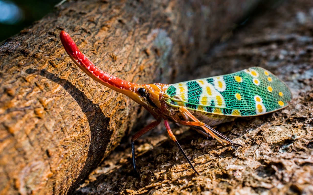 Обои насекомое, животные, красочный, хобот, экзотические, длинный, hemiptera, insect, animals, colorful, trunk, exotic, long разрешение 5000x3000 Загрузить