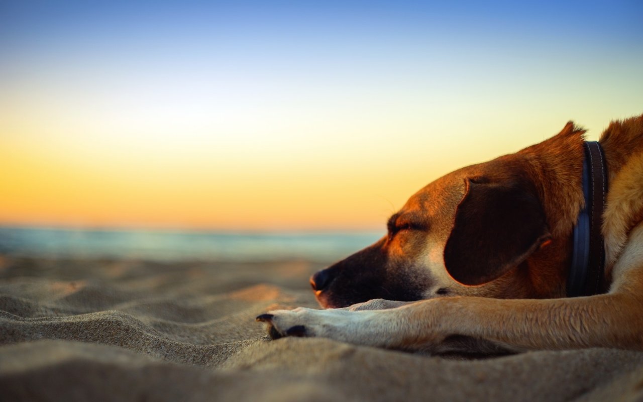 Обои закат, cобака, приморский, море, sleepin, песок, пляж, собака, сумерки, песка, dusk, полумрак, мечтает, dreams, sunset, seaside, sea, sand, beach, dog, twilight разрешение 2048x1365 Загрузить