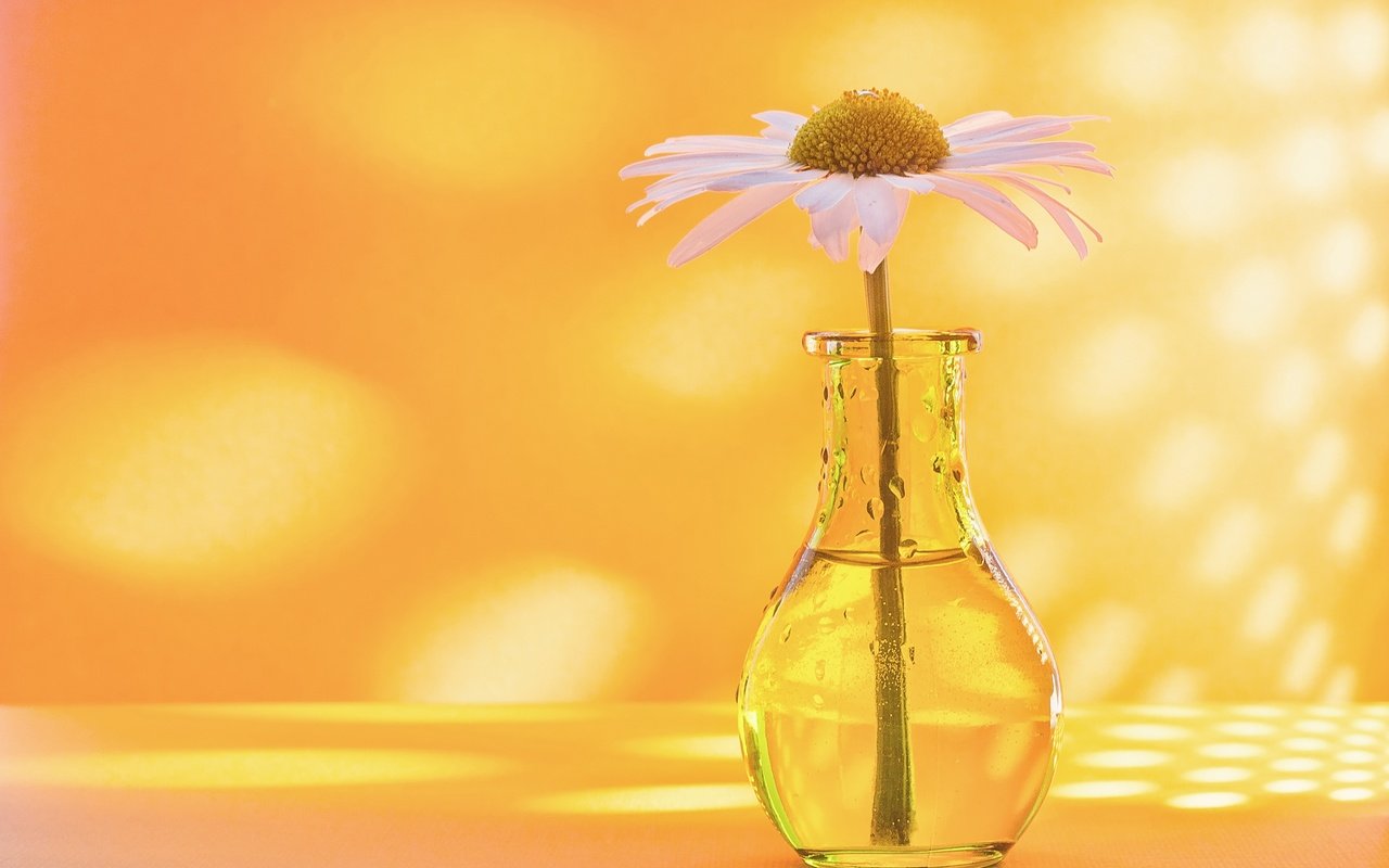 Обои фон, ромашка, бутылочка, вазочка, background, daisy, bottle, vase разрешение 2560x1696 Загрузить