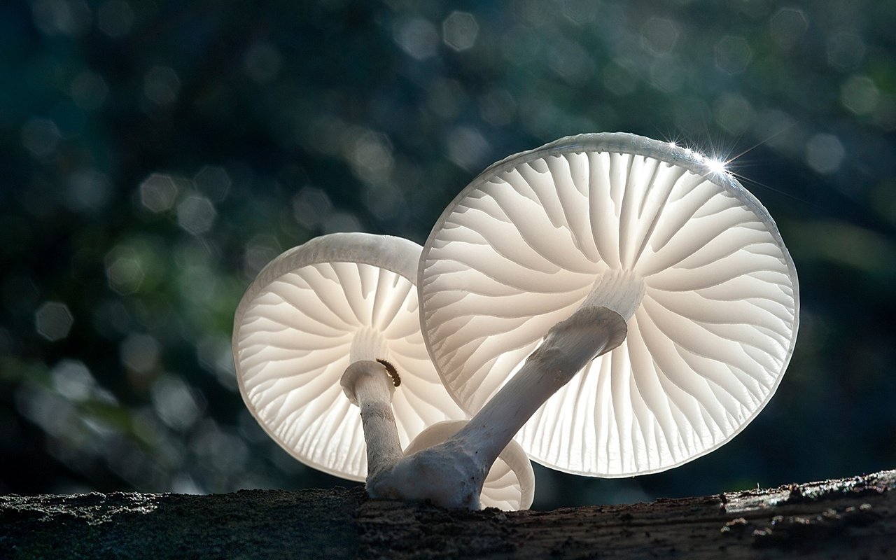 Обои свет, природа, макро, грибы, боке, light, nature, macro, mushrooms, bokeh разрешение 1920x1278 Загрузить