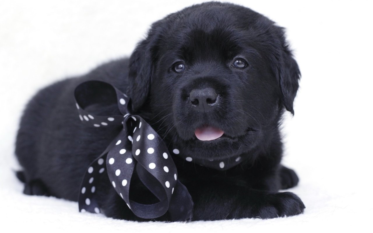 Обои черный, щенок, лабрадор, бант, black, puppy, labrador, bow разрешение 1920x1131 Загрузить