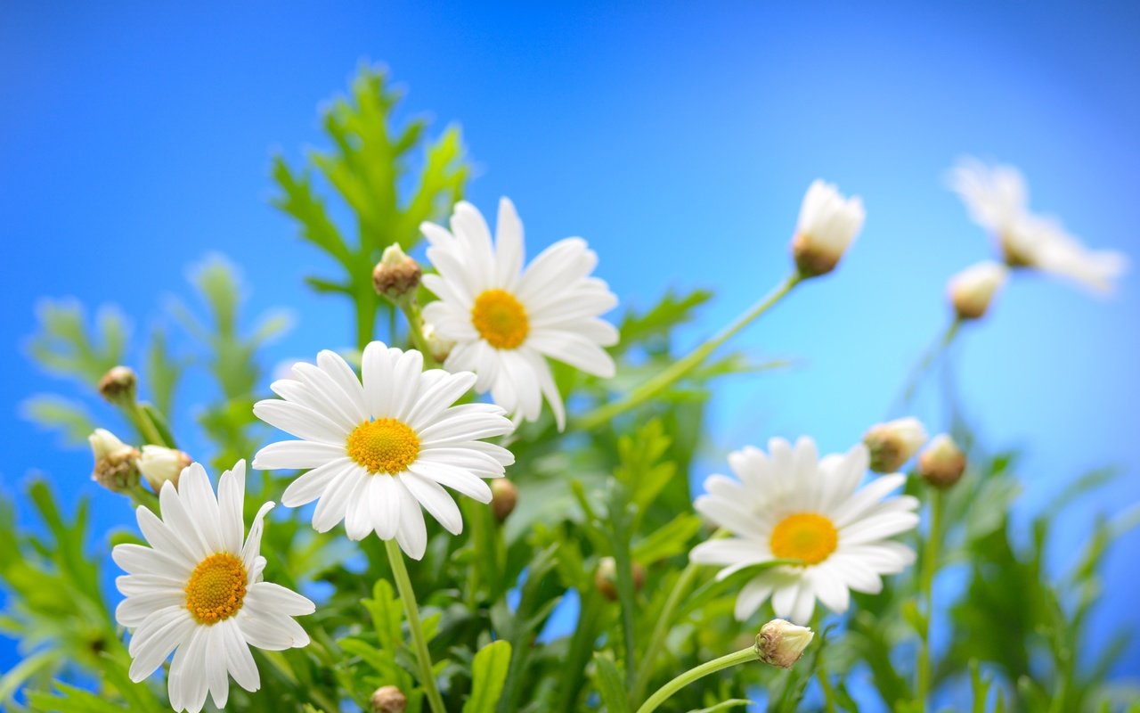 Обои небо, цветы, солнце, весна, ромашки, весенние, the sky, flowers, the sun, spring, chamomile разрешение 4372x2915 Загрузить