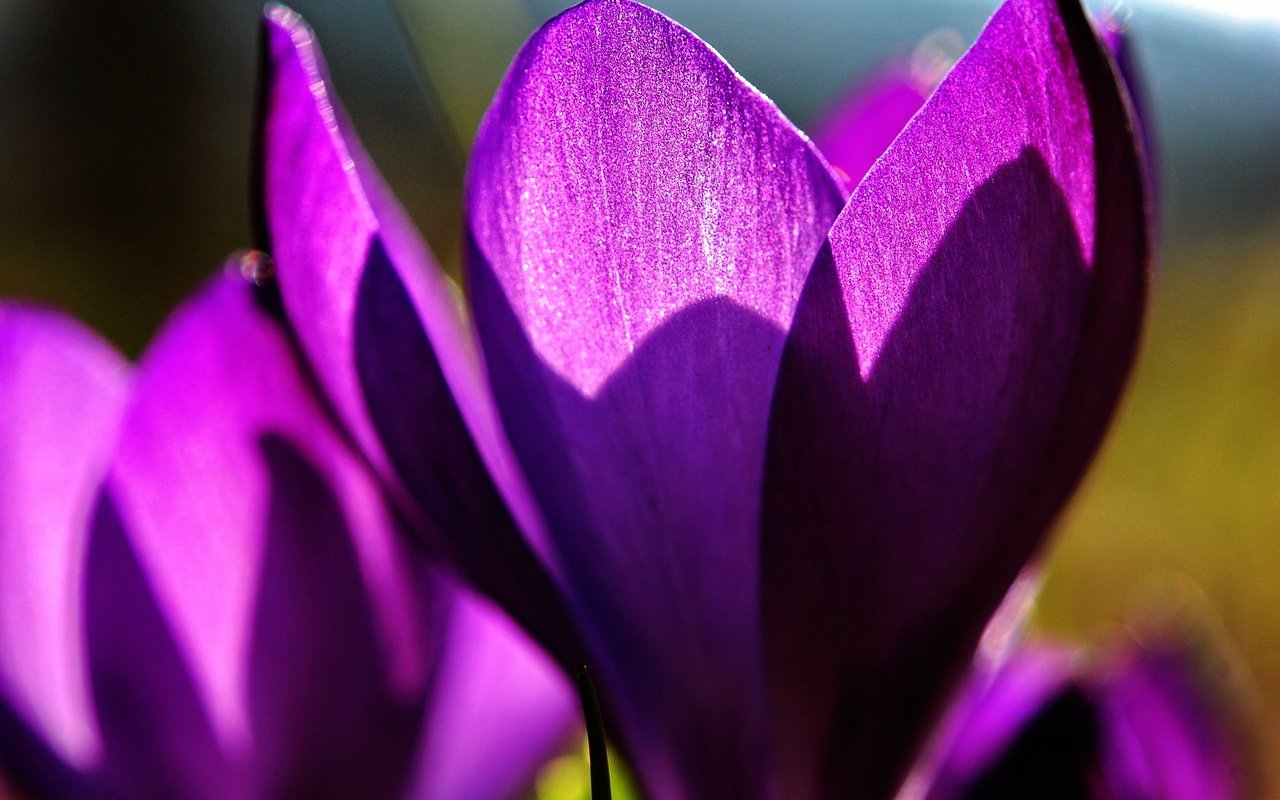 Обои цветы, макро, лепестки, весна, крокусы, flowers, macro, petals, spring, crocuses разрешение 2048x1375 Загрузить