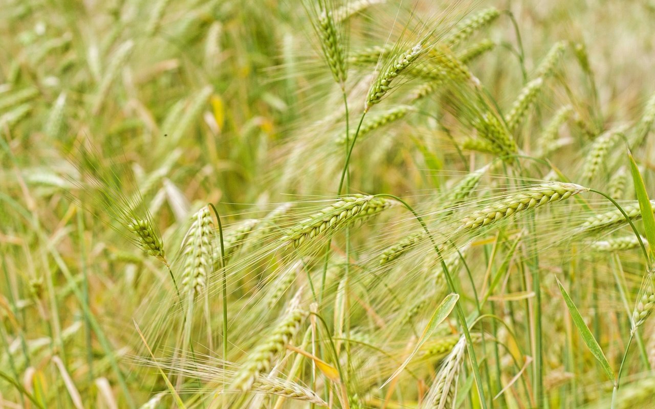 Обои природа, макро, поле, колосья, пшеница, nature, macro, field, ears, wheat разрешение 3200x2133 Загрузить