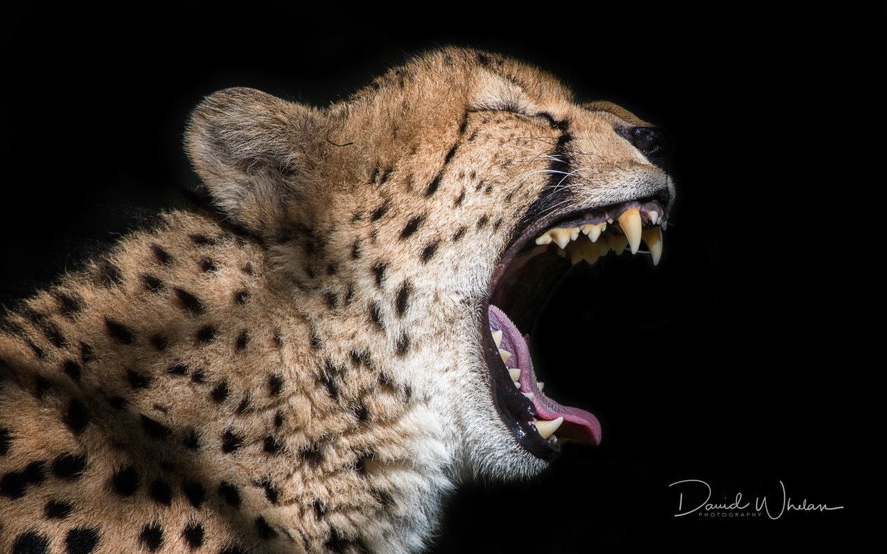 Обои кошка, черный фон, зверь, пасть, гепард, david whelan photography, cat, black background, beast, mouth, cheetah разрешение 4763x3163 Загрузить