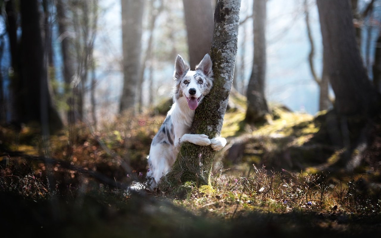 Обои природа, дерево, собака, бордер-колли, nature, tree, dog, the border collie разрешение 2048x1367 Загрузить