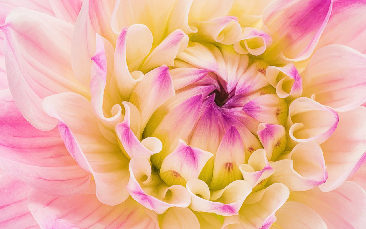 Обои макро, цветок, лепестки, георгин, macro, flower, petals, dahlia разрешение 2048x1366 Загрузить