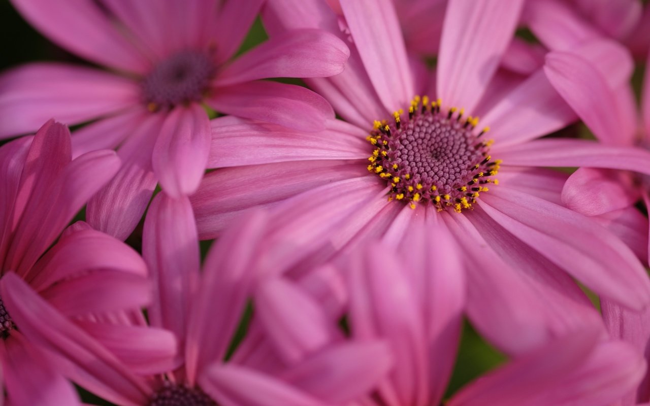 Обои макро, цветок, лепестки, остеоспермум, macro, flower, petals, osteospermum разрешение 2560x1600 Загрузить