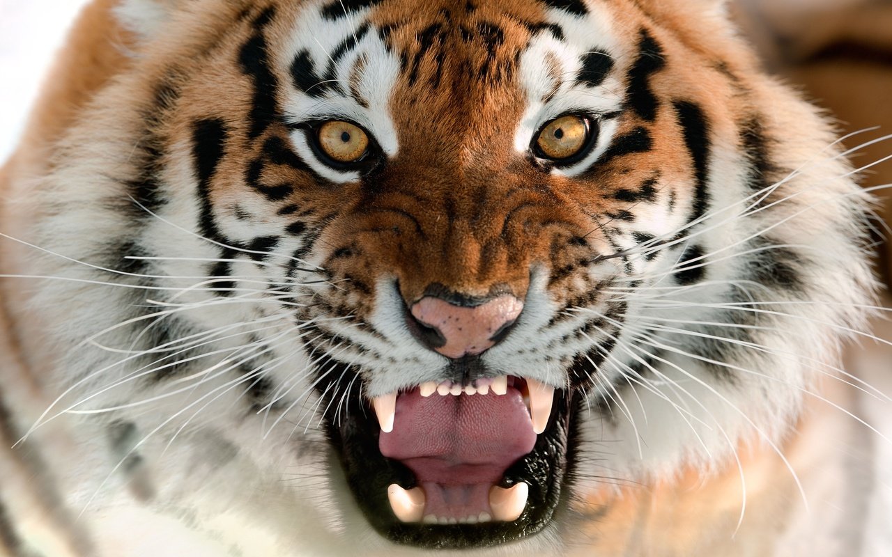 Обои тигр, морда, язык, оскал, амурский тигр, tiger, face, language, grin, the amur tiger разрешение 2560x1596 Загрузить