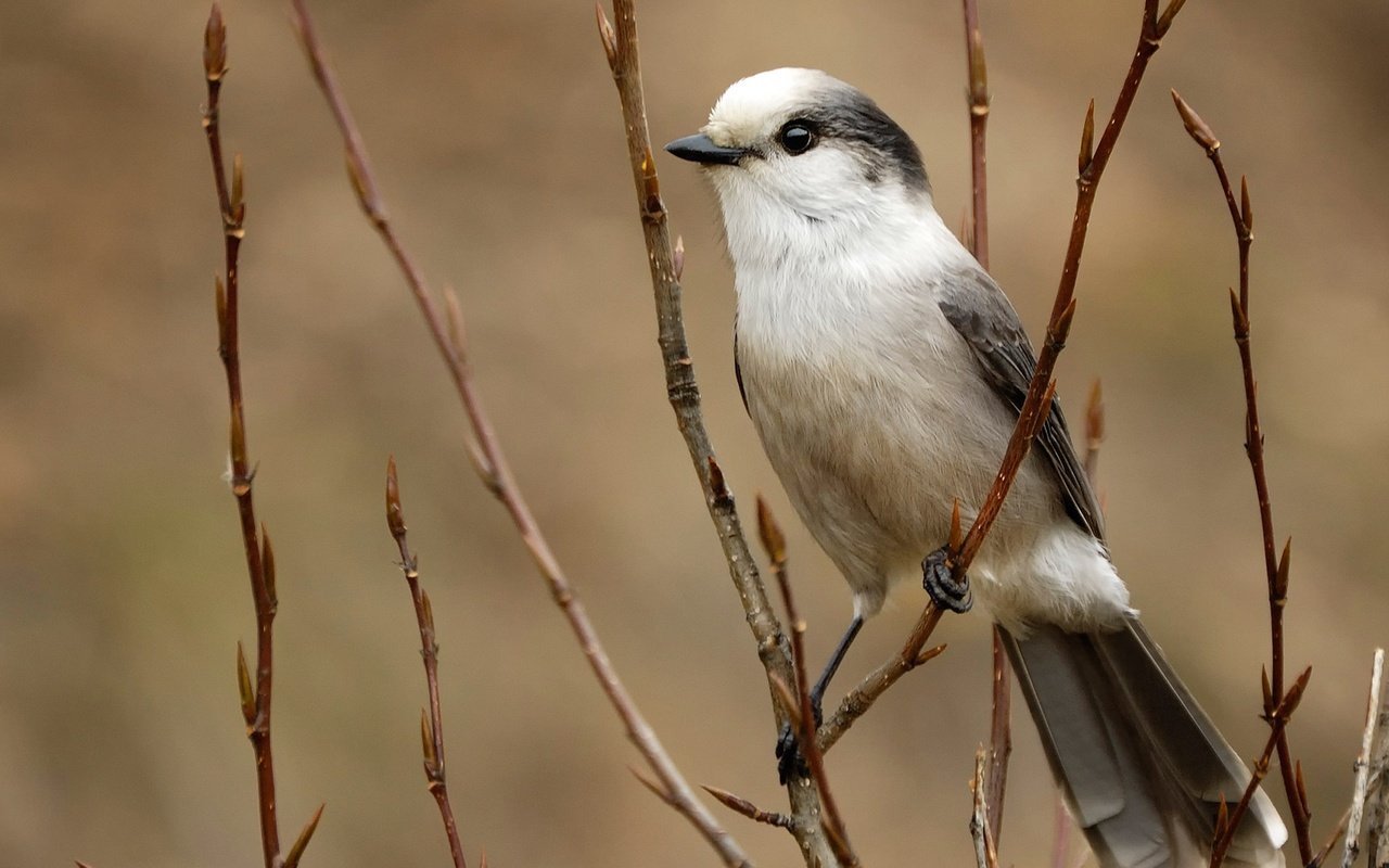 Обои ветка, птица, перья, серая, хвост, сойка, branch, bird, feathers, grey, tail, jay разрешение 1920x1080 Загрузить